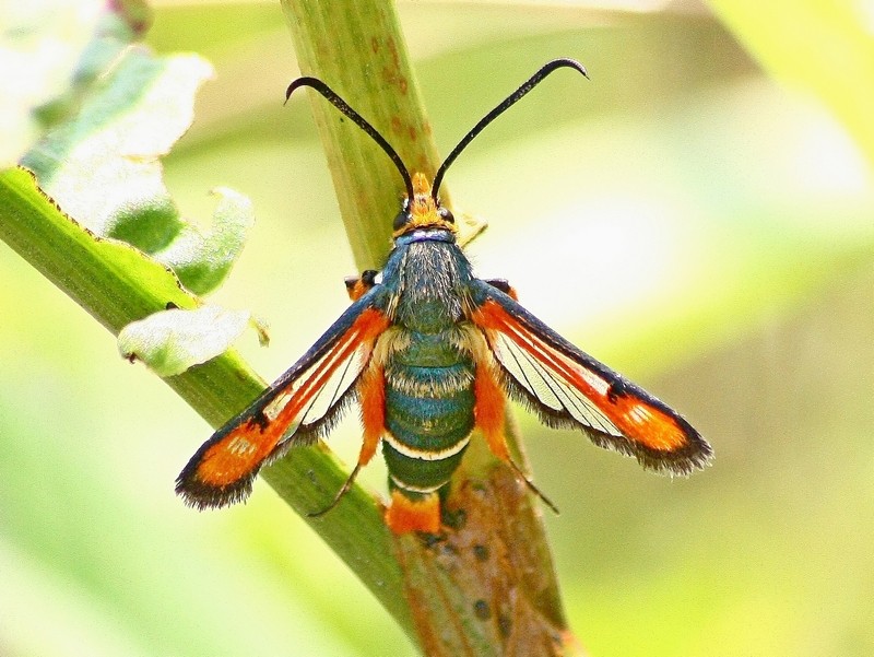 Sesiidae: Pyropteron chrysidiforme